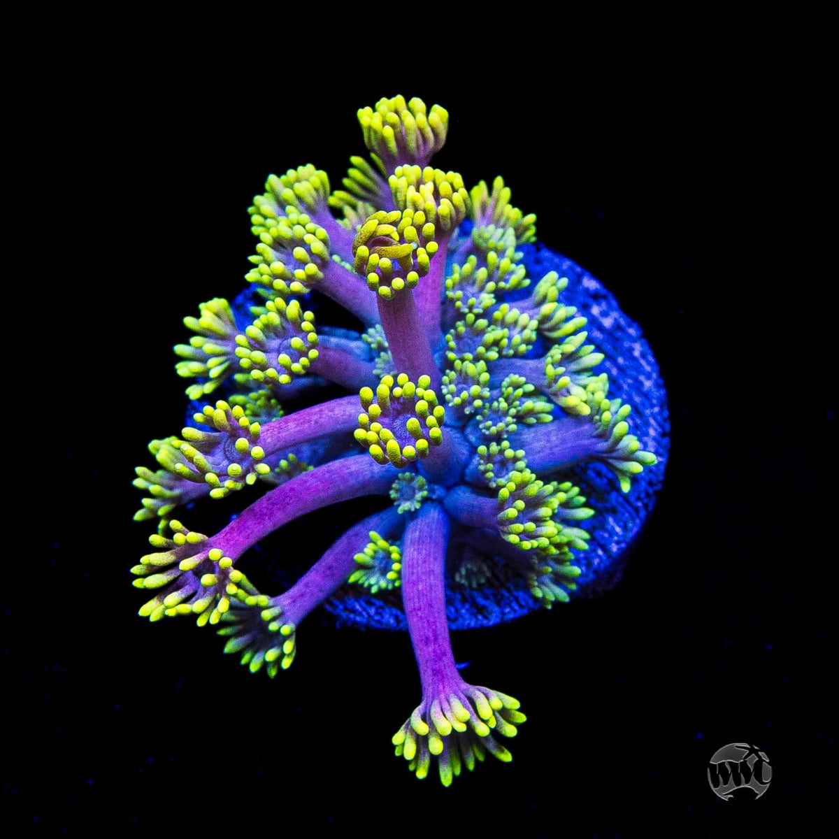 WWC Hail Hydra Goniopora