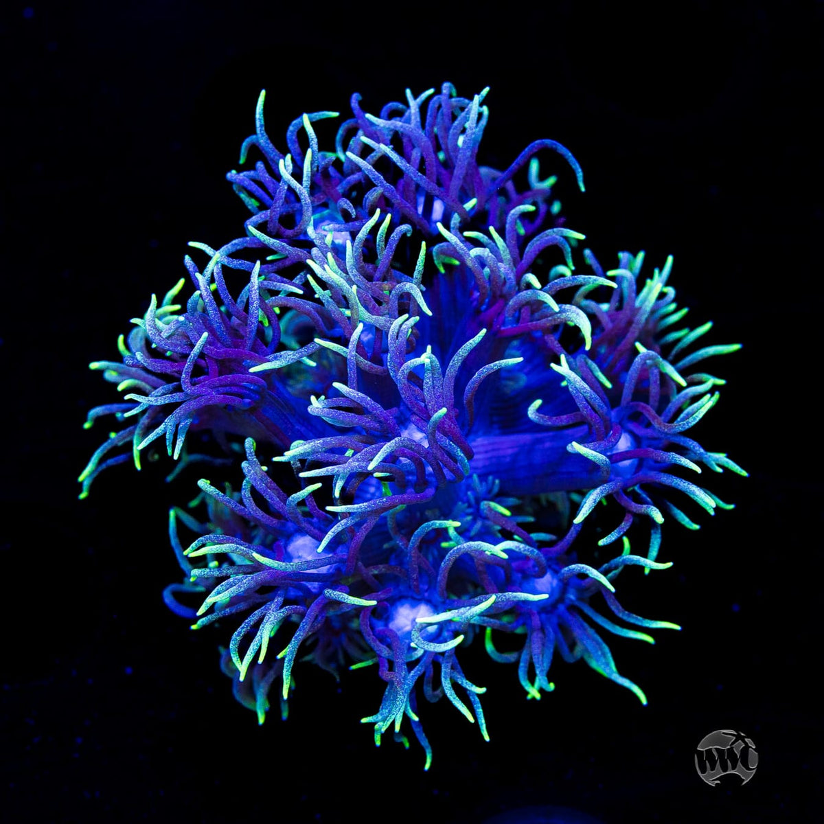 WWC Witches Fingers Goniopora