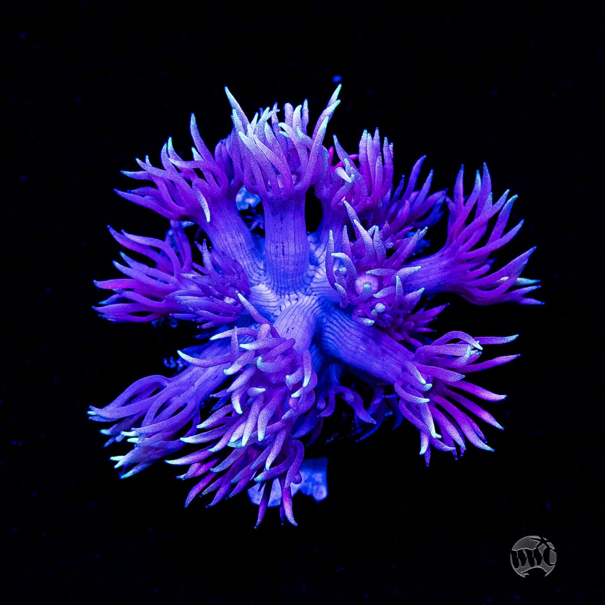 Purple Pastel Goniopora