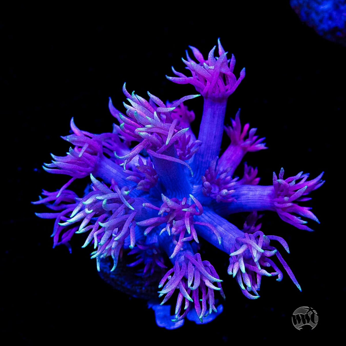 Purple Pastel Goniopora