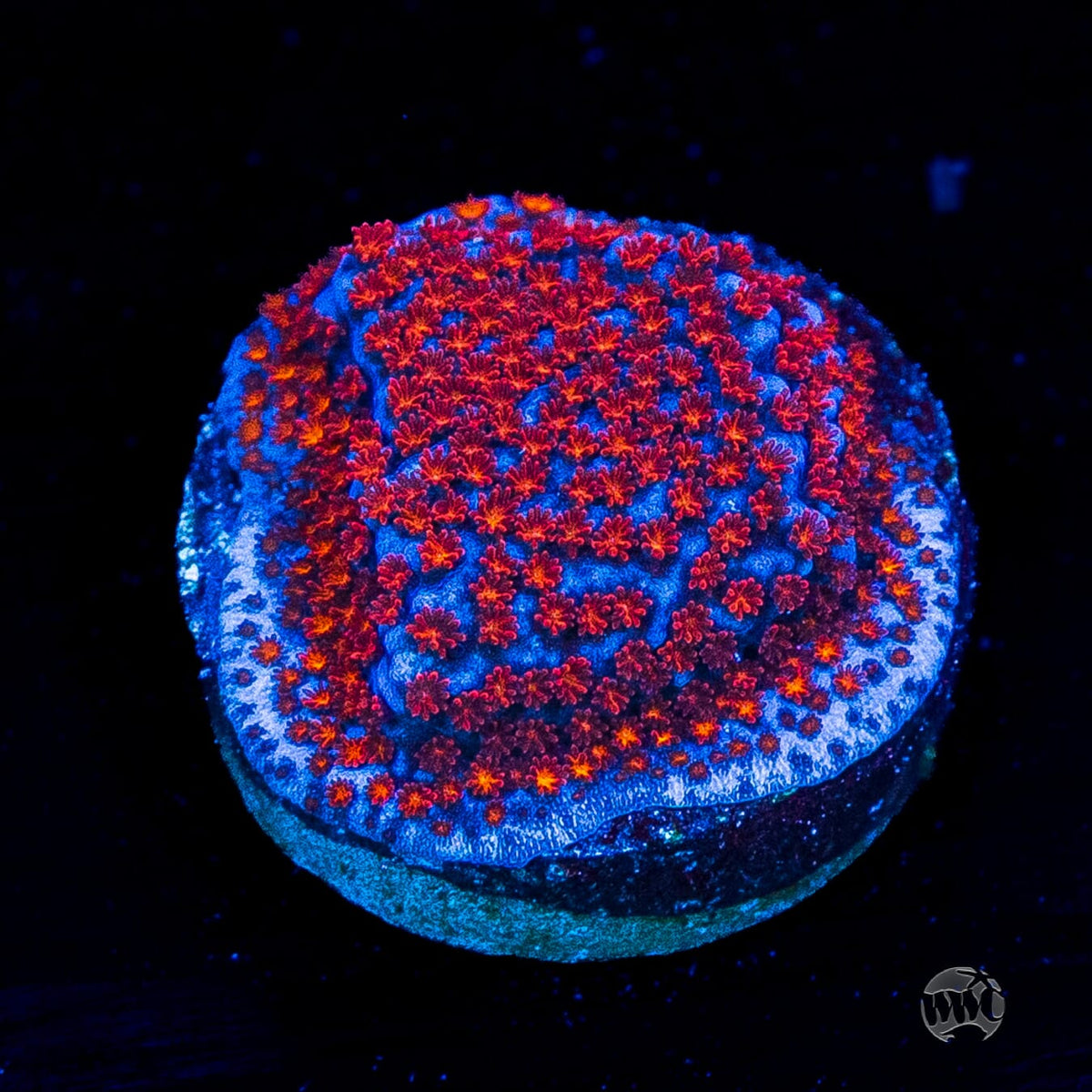 WWC Superman Montipora