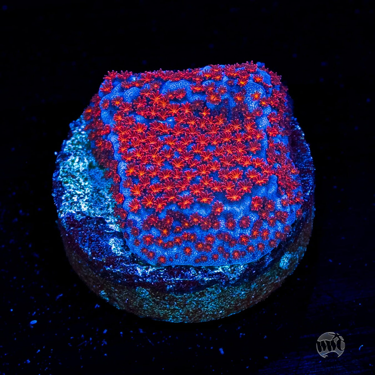 WWC Superman Montipora