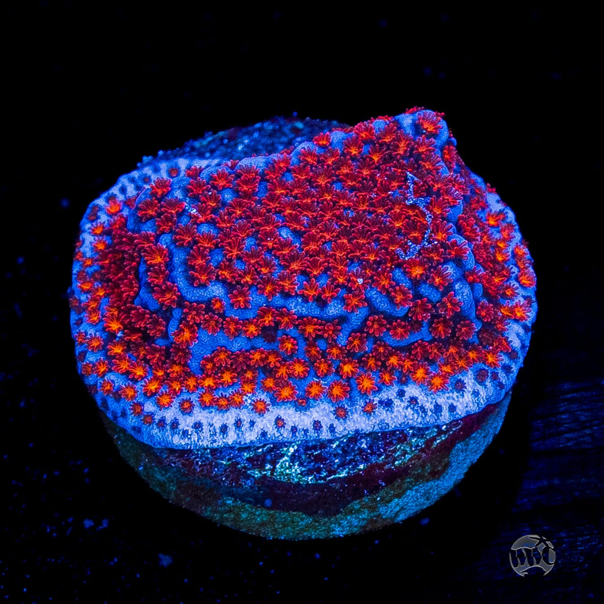 WWC Superman Montipora