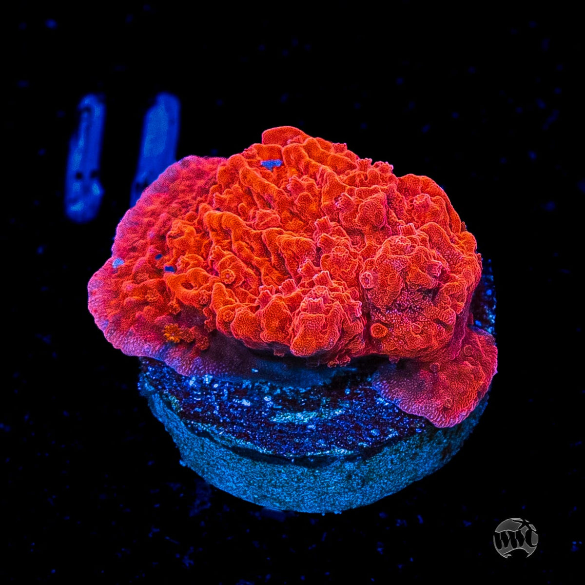 Red Cap Montipora