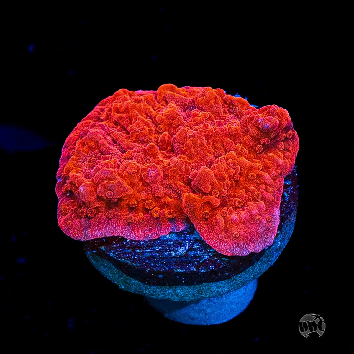 Red Cap Montipora