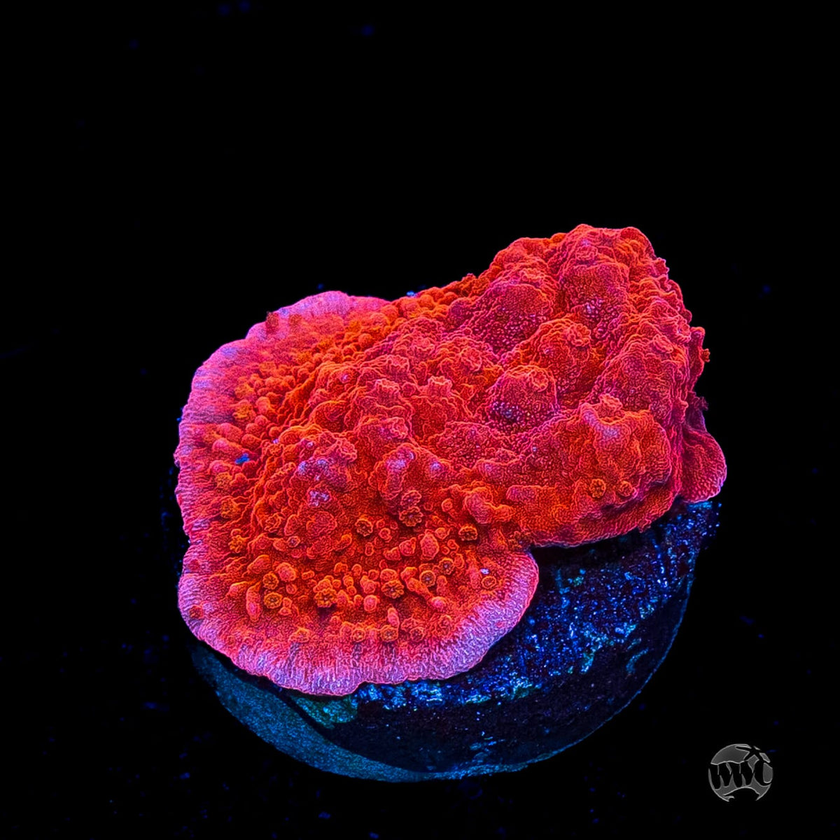 Red Cap Montipora
