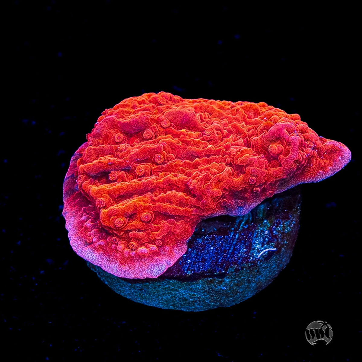 Red Cap Montipora