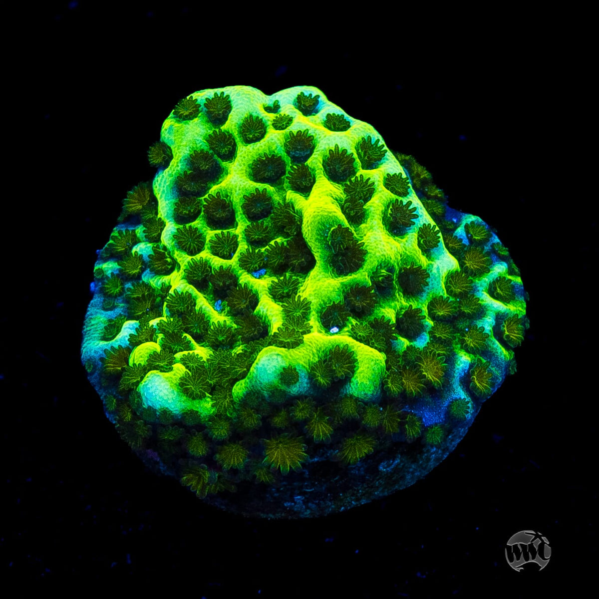 Neon Spongodes Montipora