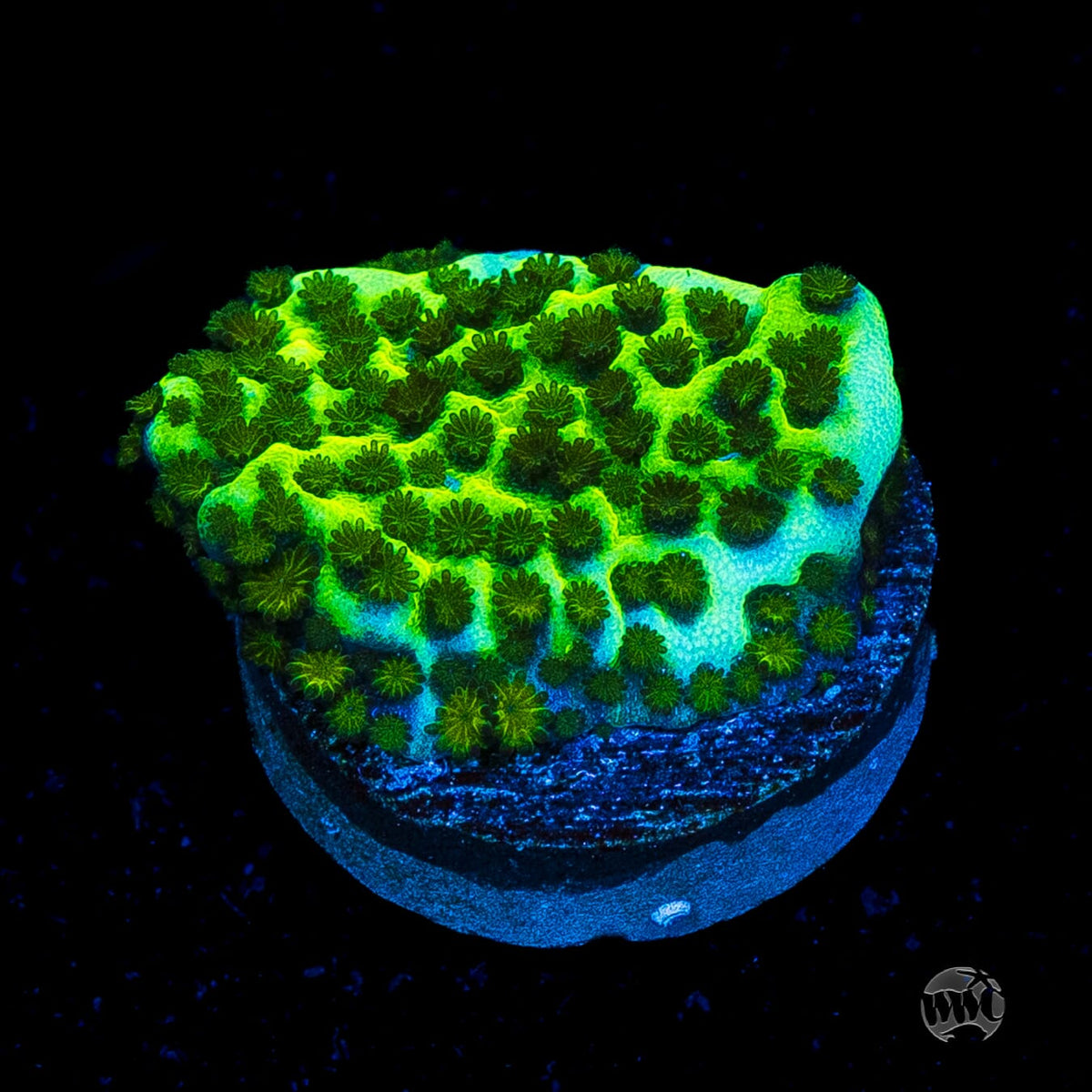 Neon Spongodes Montipora