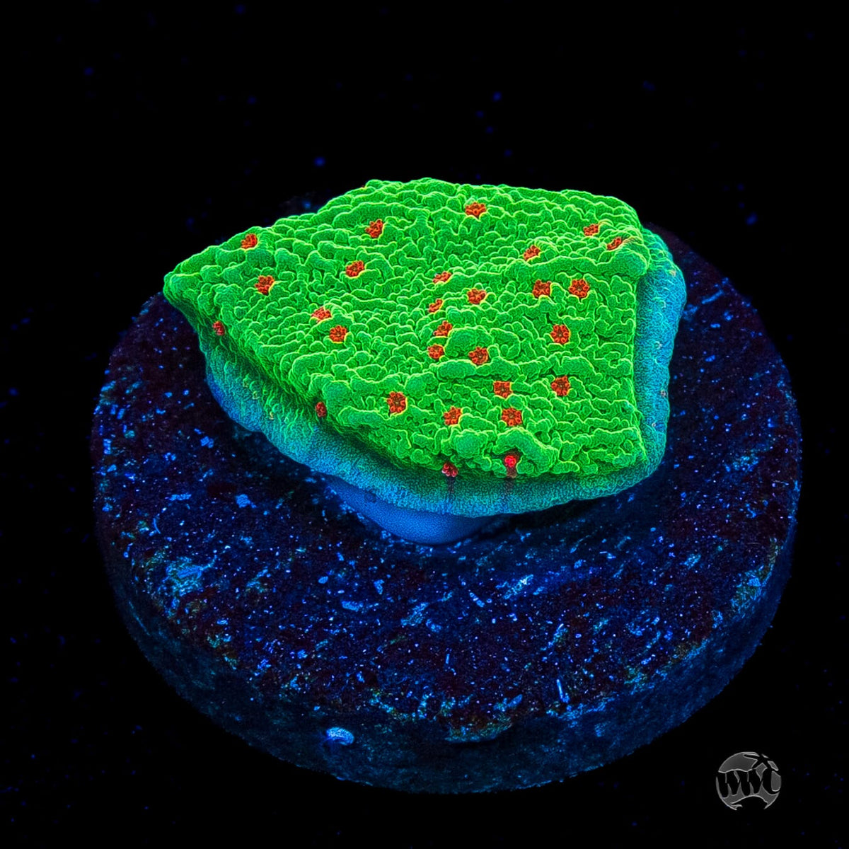 Seasons Greetings Montipora