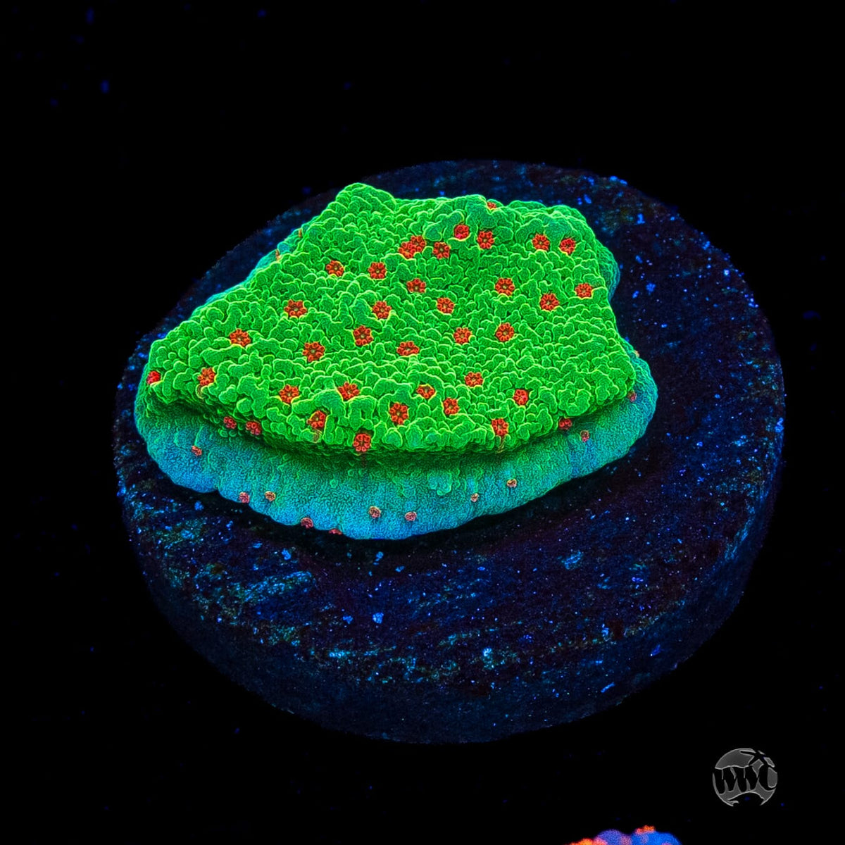 Seasons Greetings Montipora