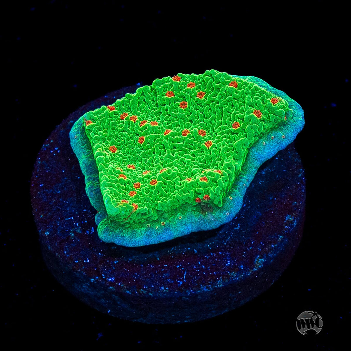 Seasons Greetings Montipora