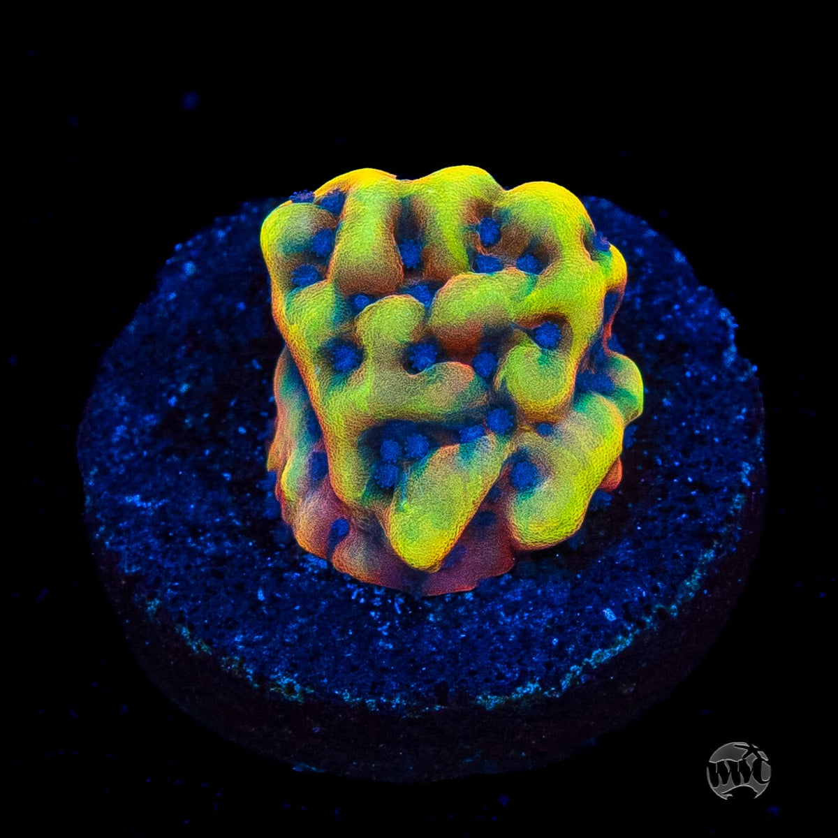 RR Crazy T Montipora