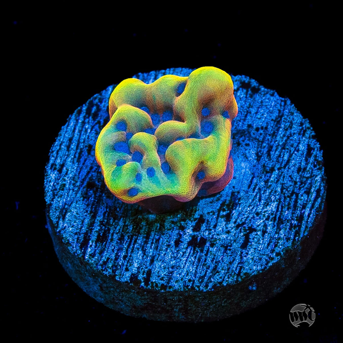 RR Crazy T Montipora