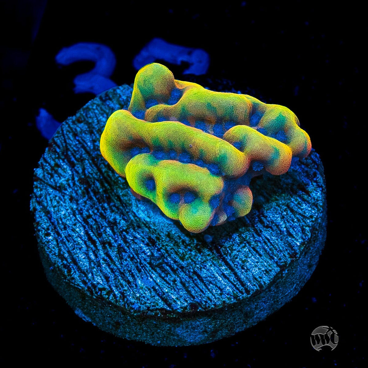 RR Crazy T Montipora