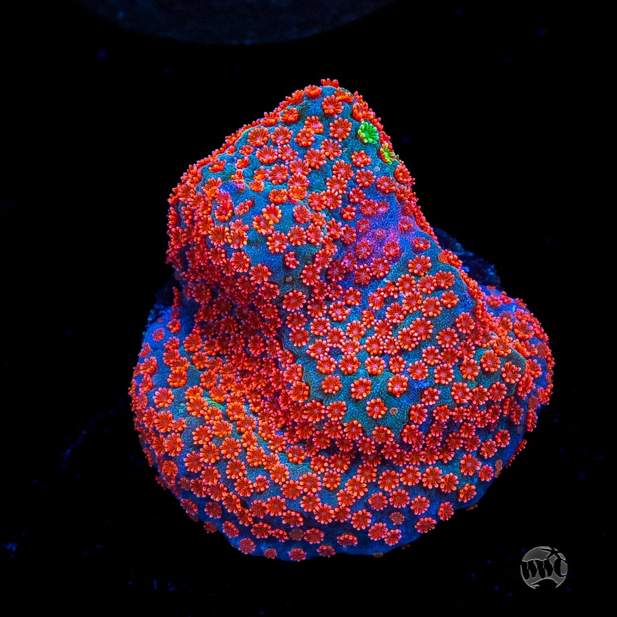 Jason Fox Dizzy Spell Montipora