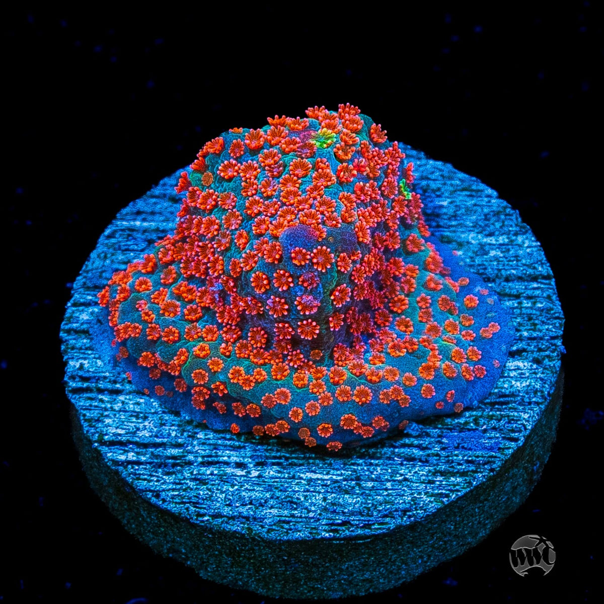Jason Fox Dizzy Spell Montipora