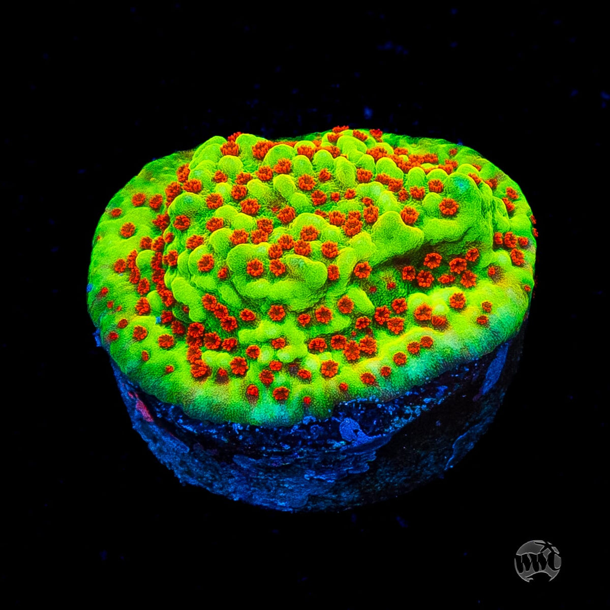 WWC Spicy Banana Montipora
