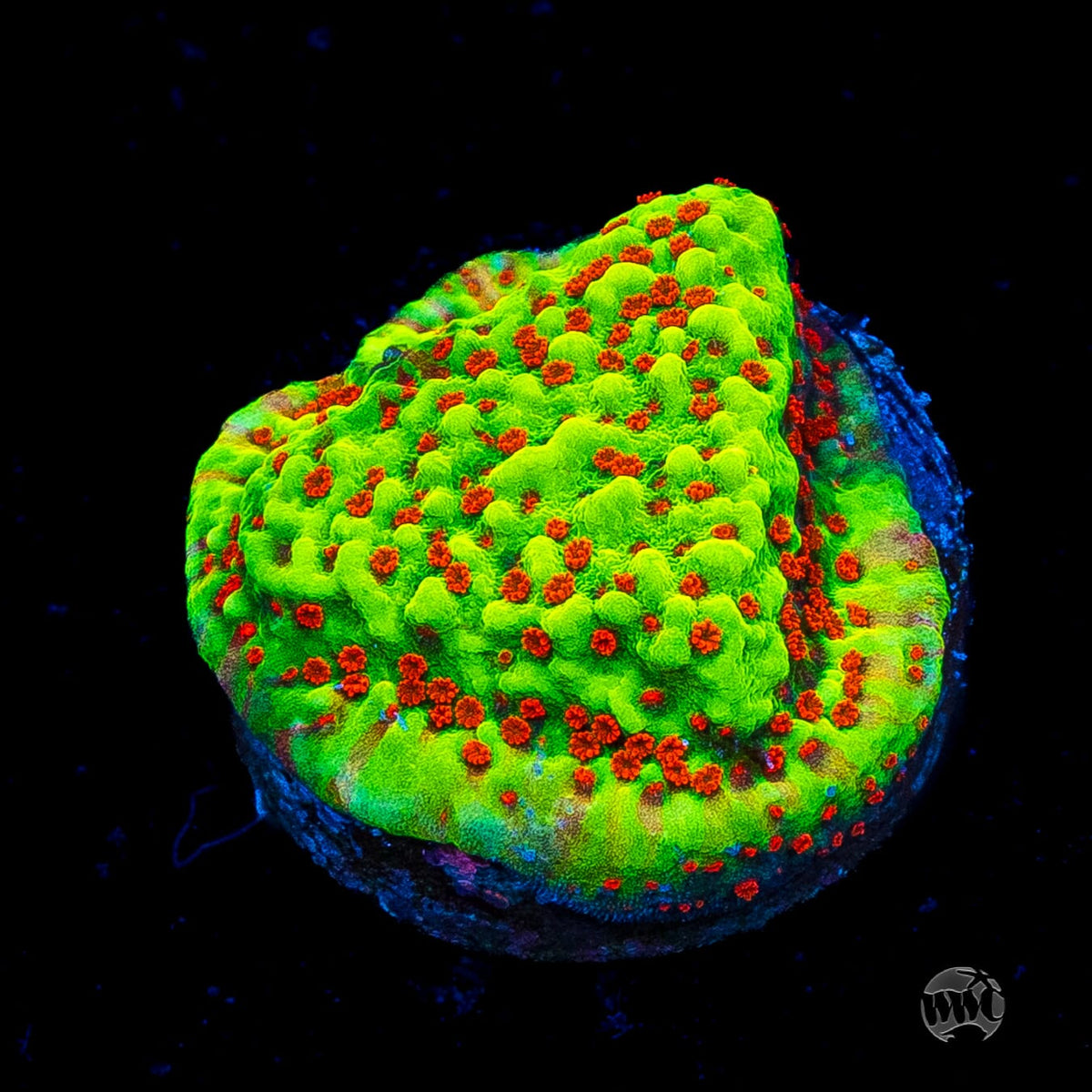 WWC Spicy Banana Montipora
