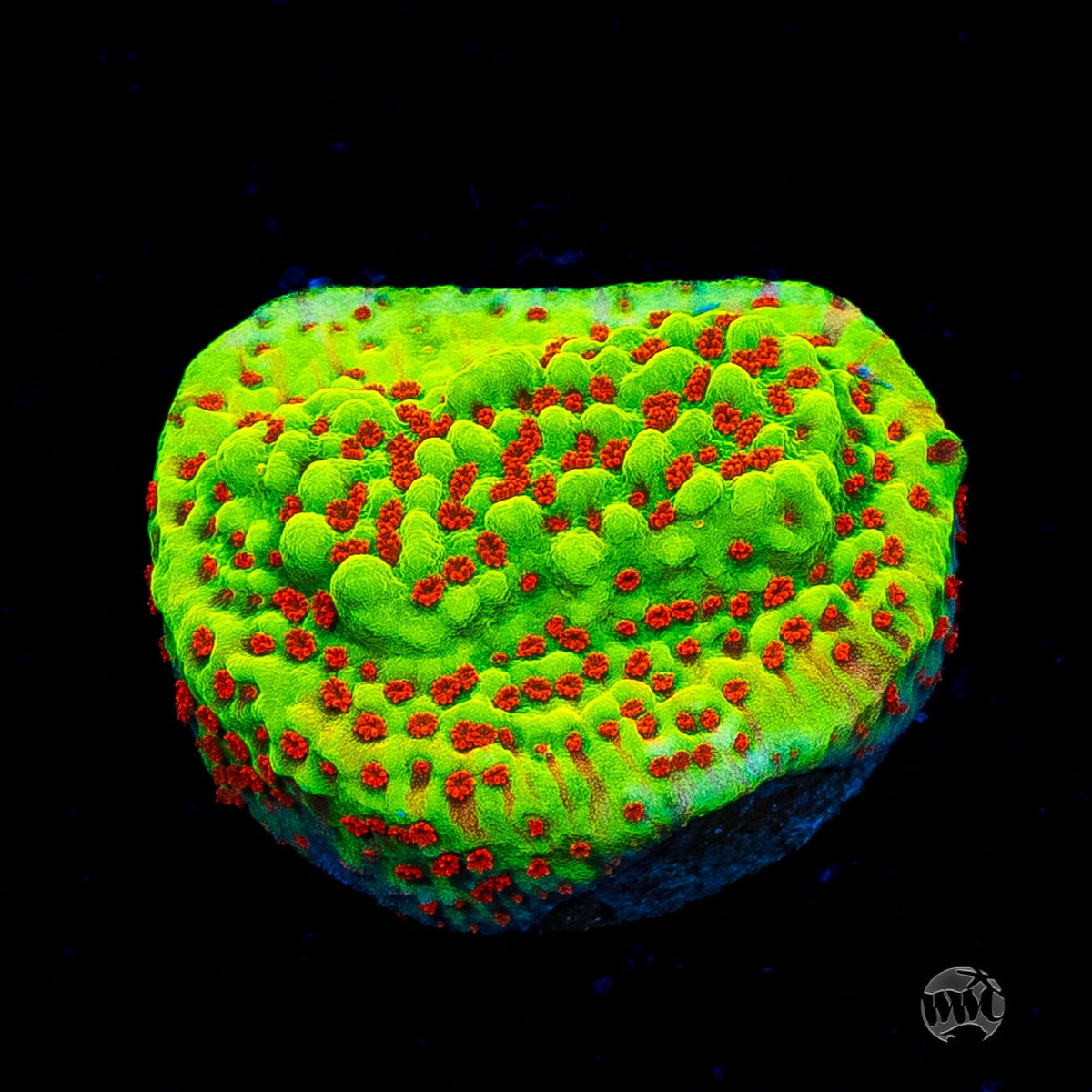 WWC Spicy Banana Montipora
