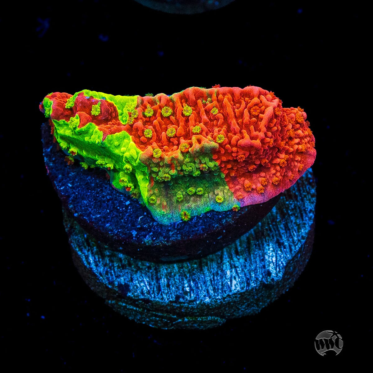 WWC Triple Threat Grafted Montipora