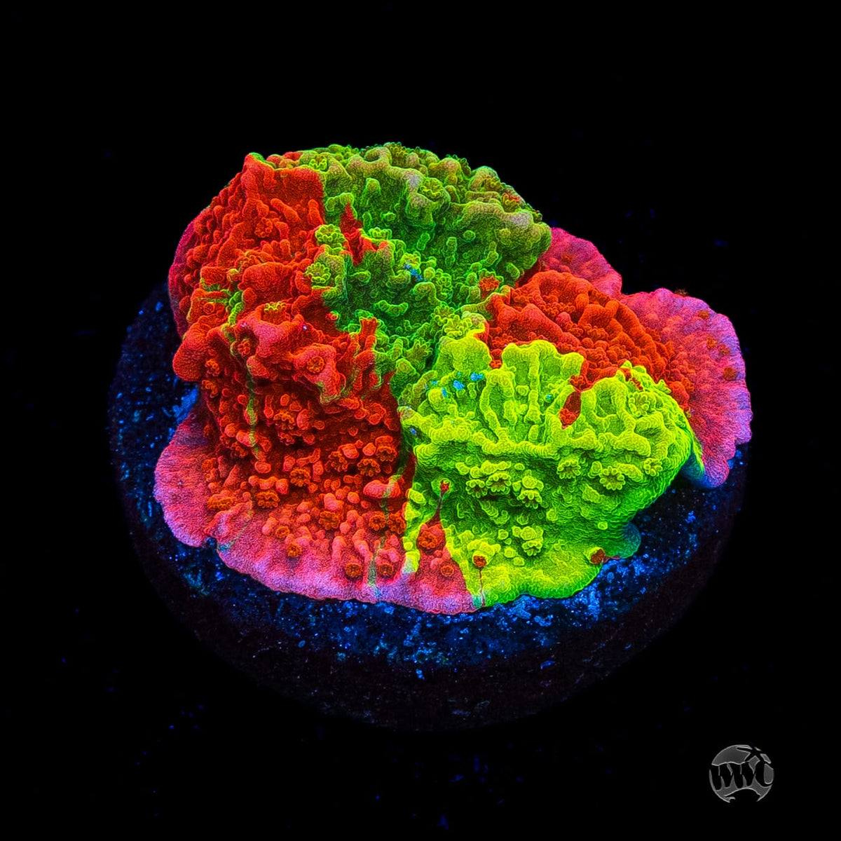 WWC Triple Threat Grafted Montipora