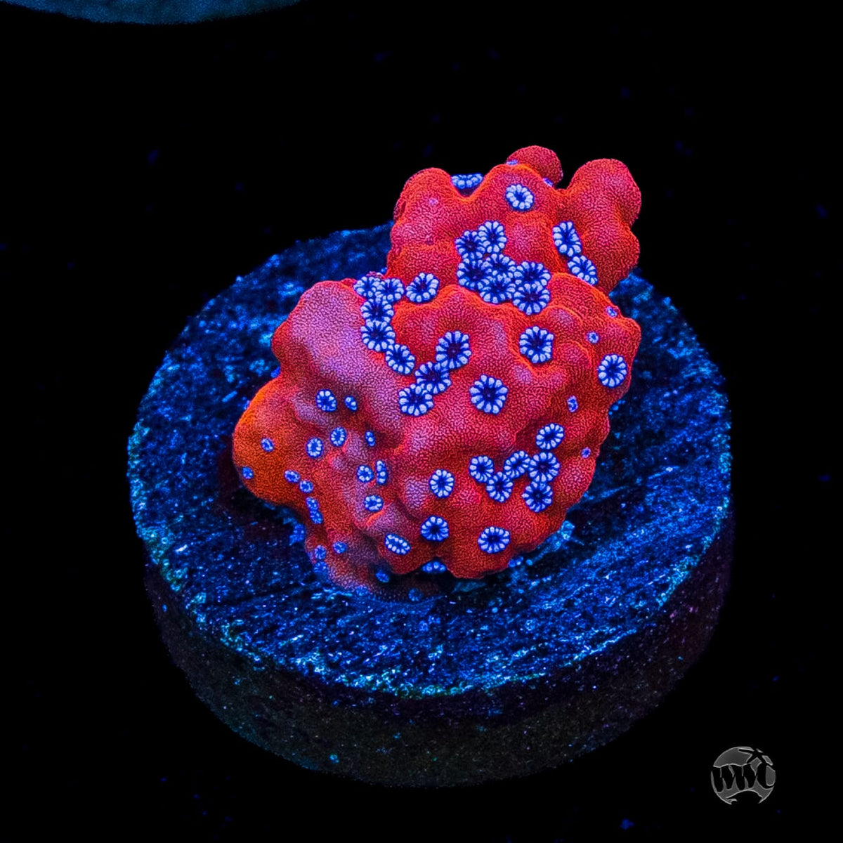 WWC Frost Mage Montipora