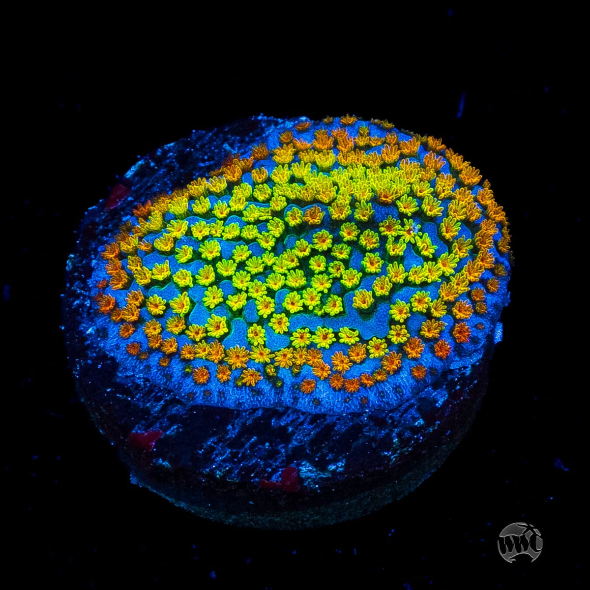 Jason Fox Fruity Pebbles Montipora