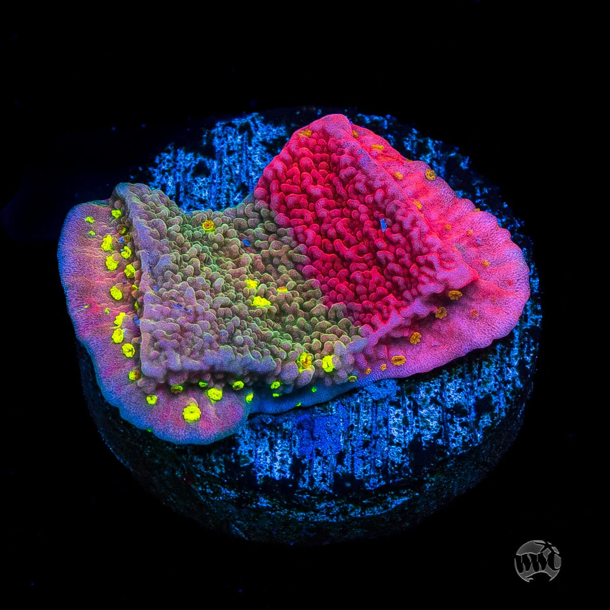 WWC Sunfire Grafted Cap Montipora