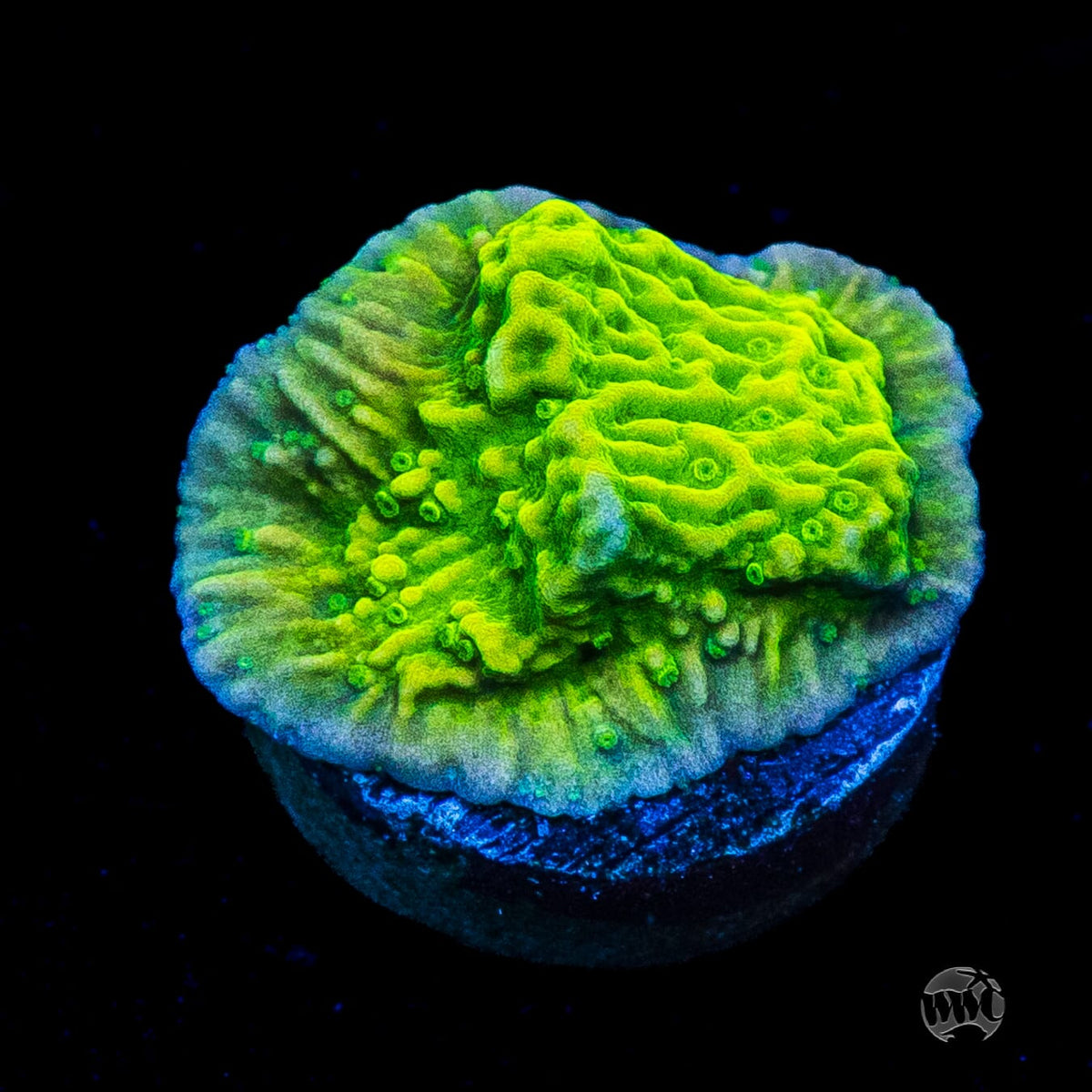 WWC Money Shot Montipora