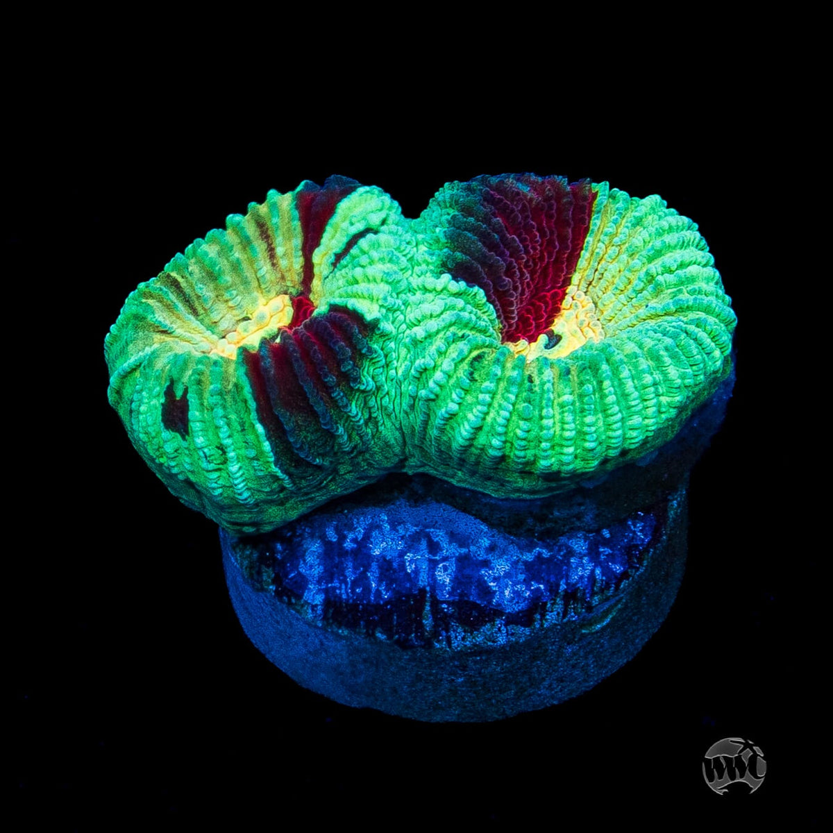 WWC Mint Massacre Favia