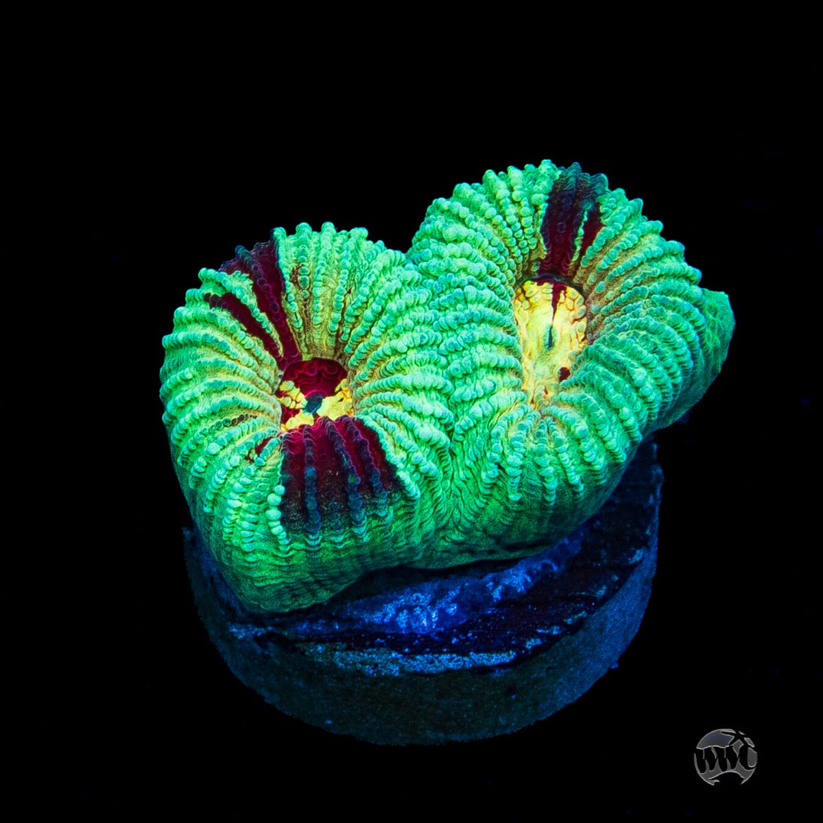 WWC Mint Massacre Favia