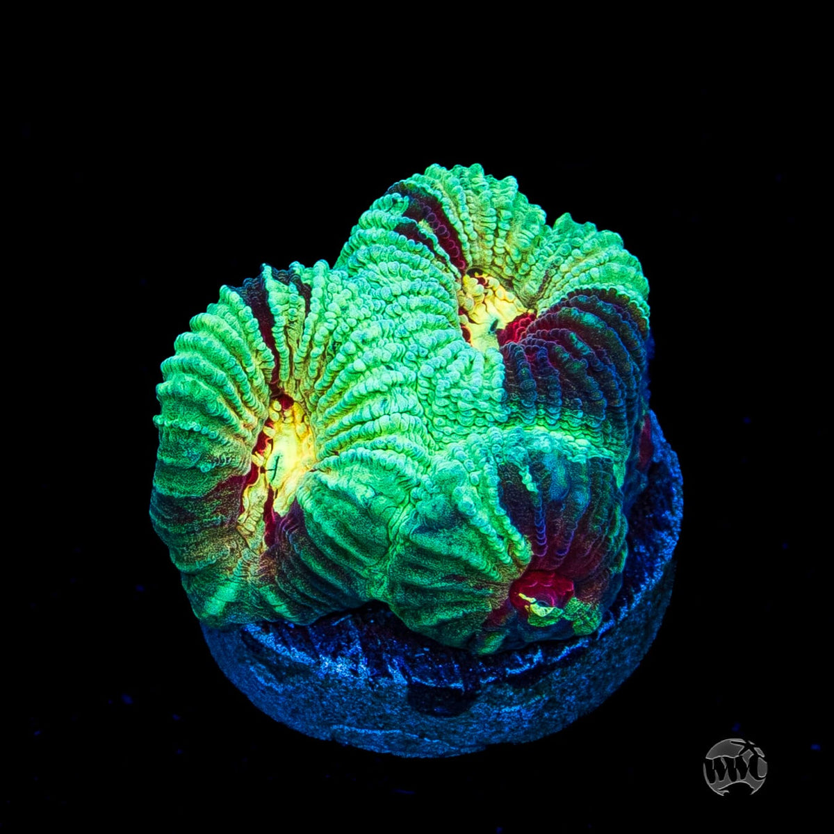 WWC Mint Massacre Favia