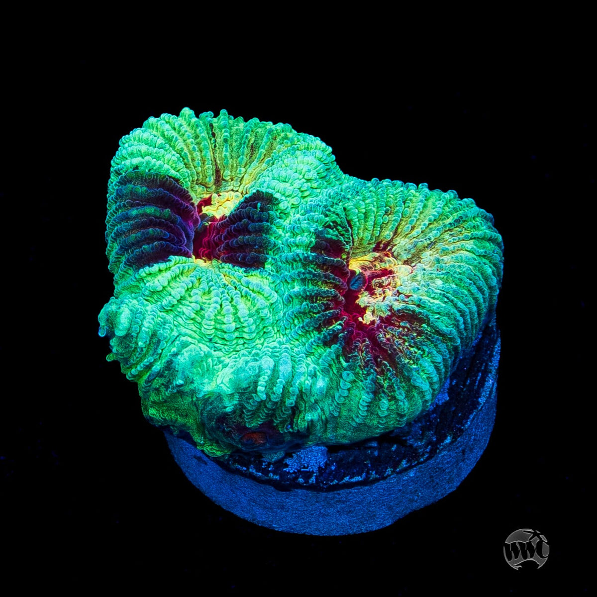 WWC Mint Massacre Favia