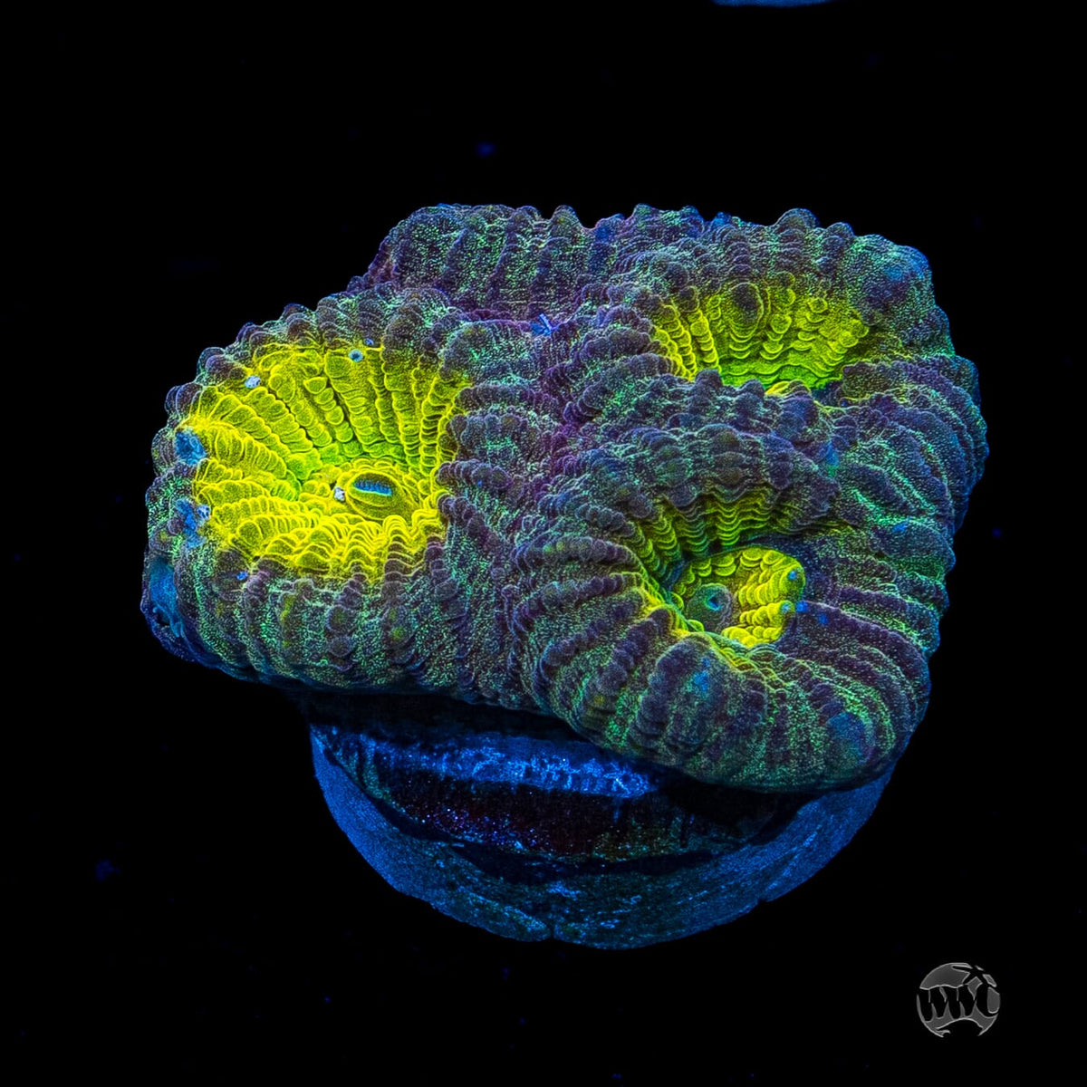 Golden Egg Favia