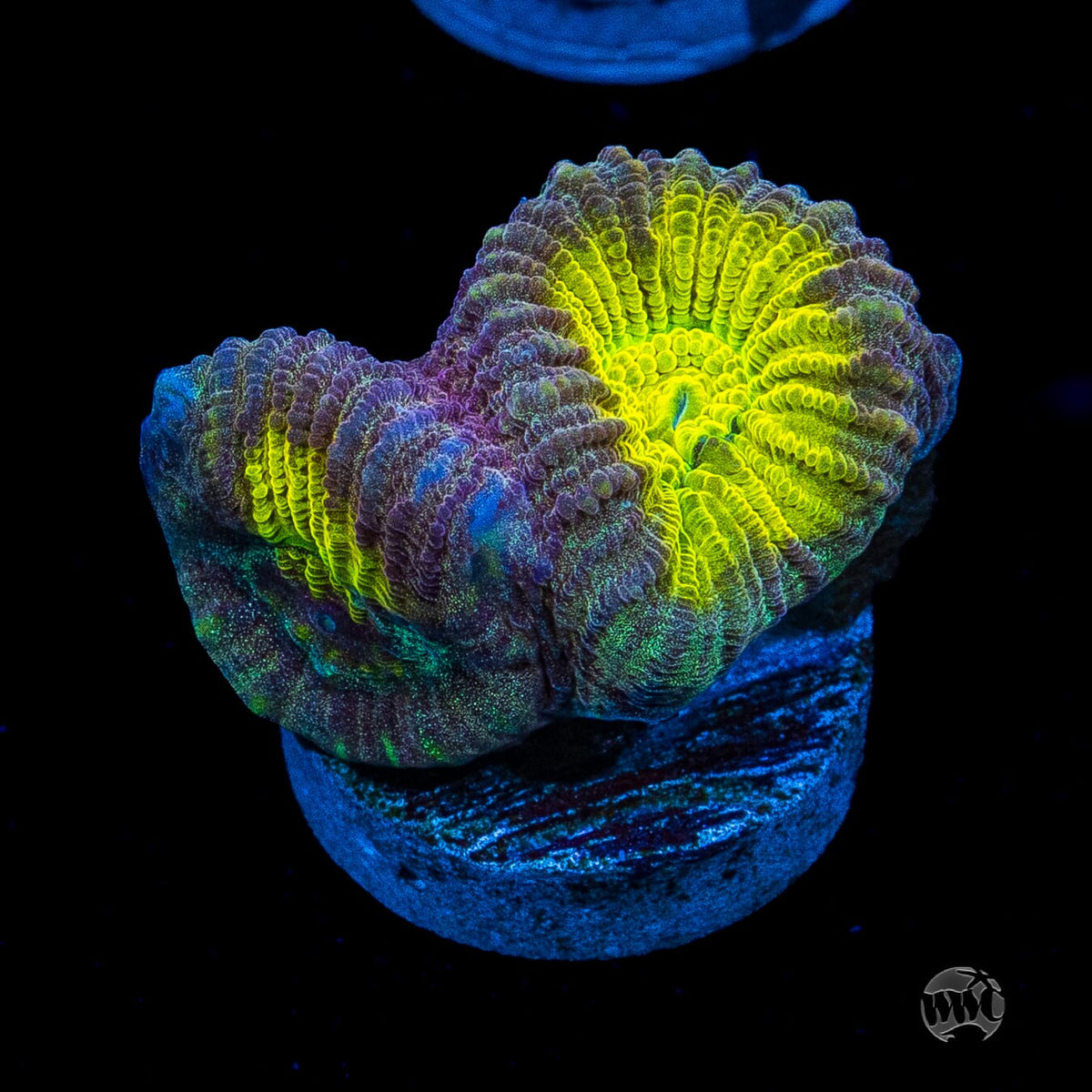 Golden Egg Favia