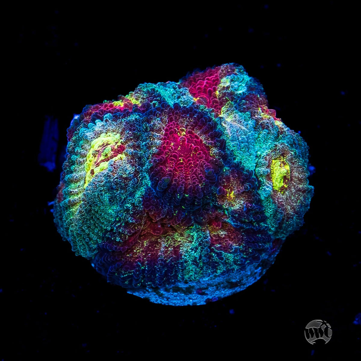 WWC Diversity Favia