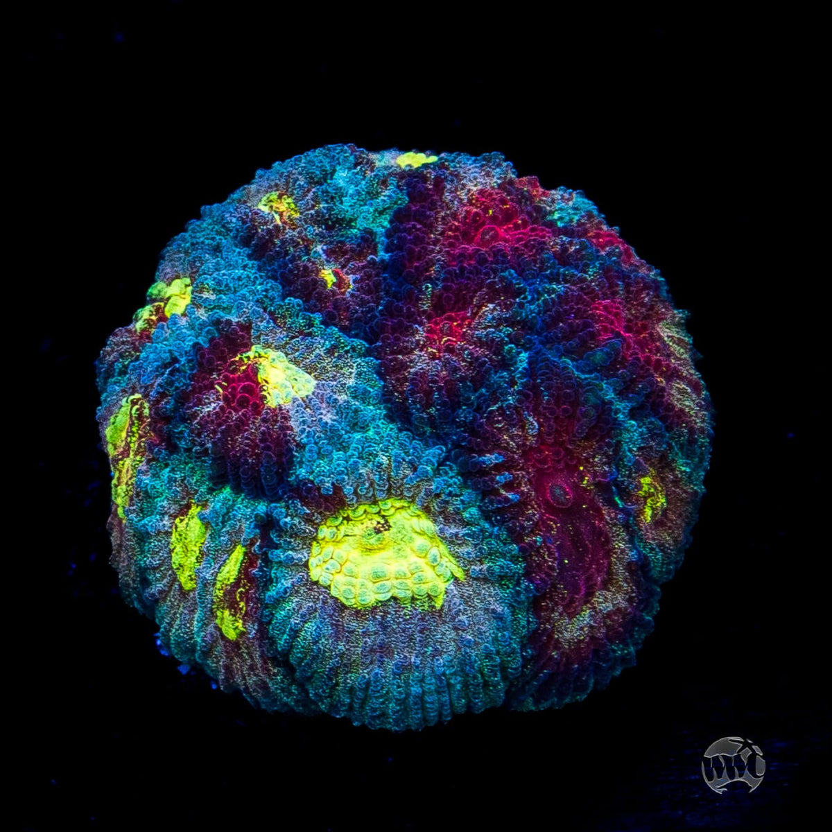 WWC Diversity Favia