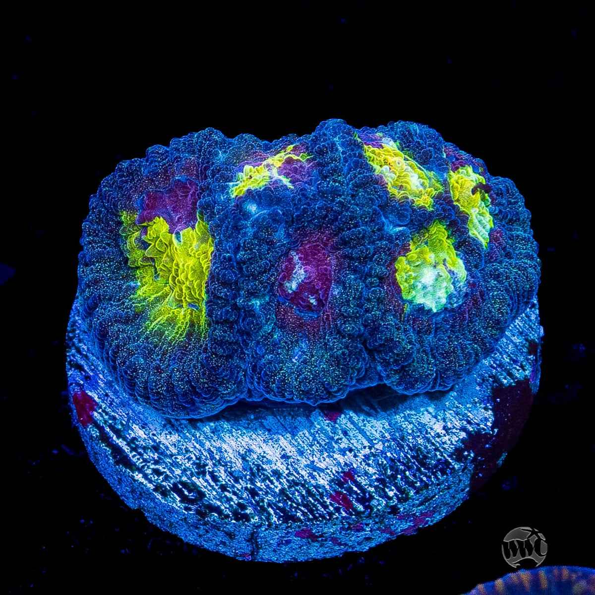 Blue Lobster Favia