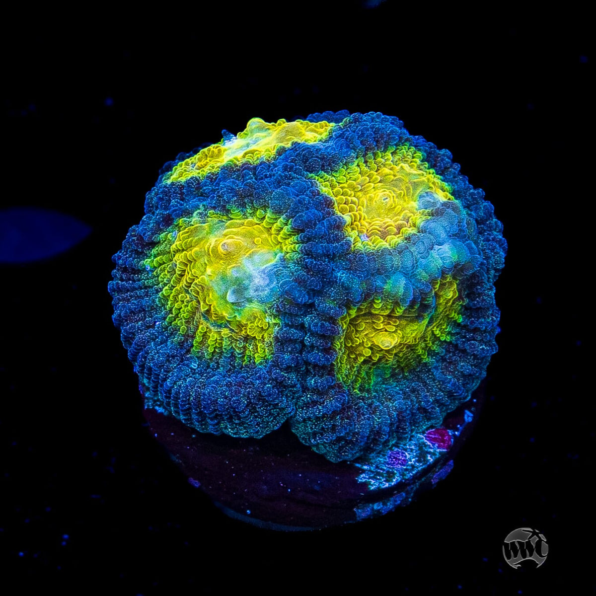 Blue Lobster Favia
