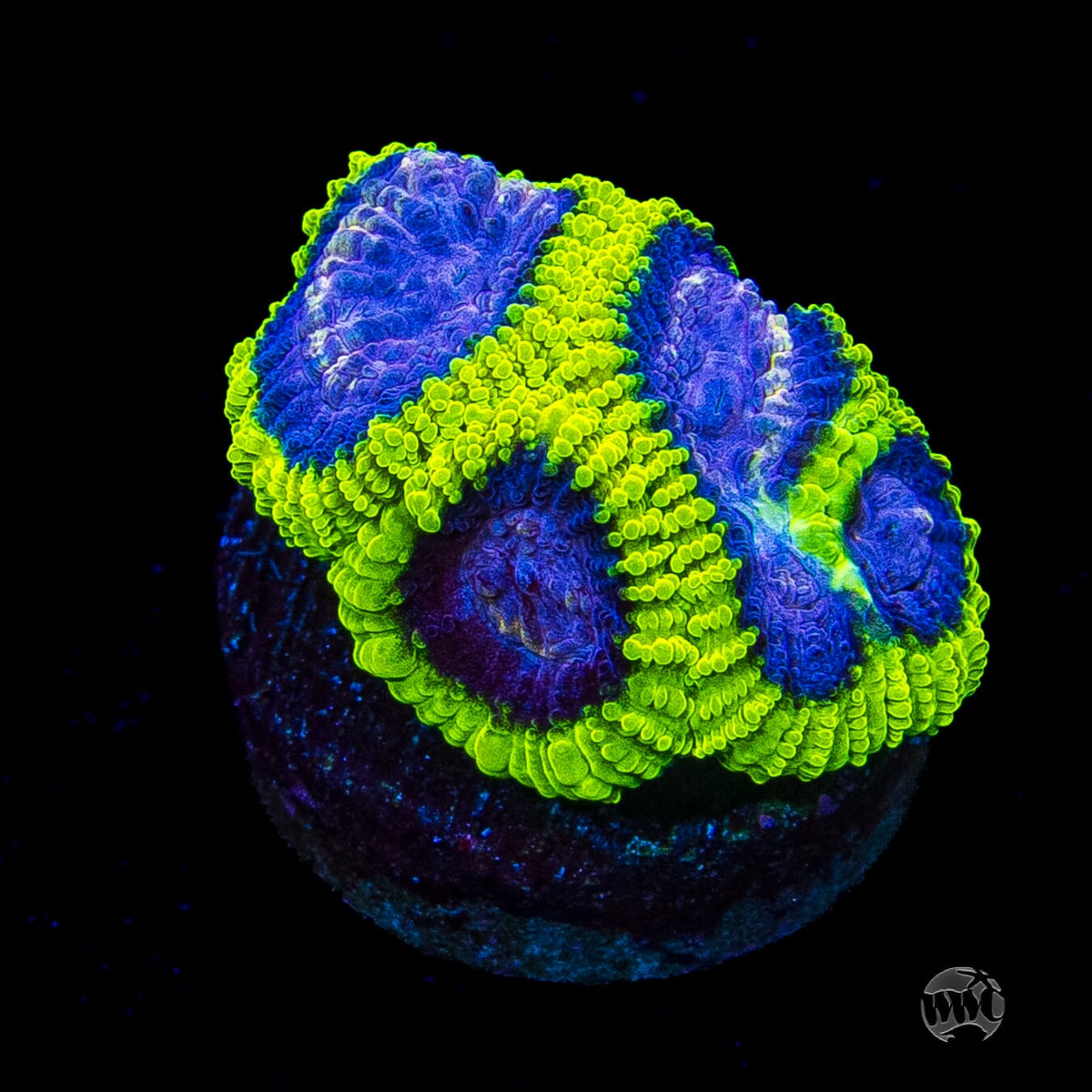 WWC Space Monkey Favia