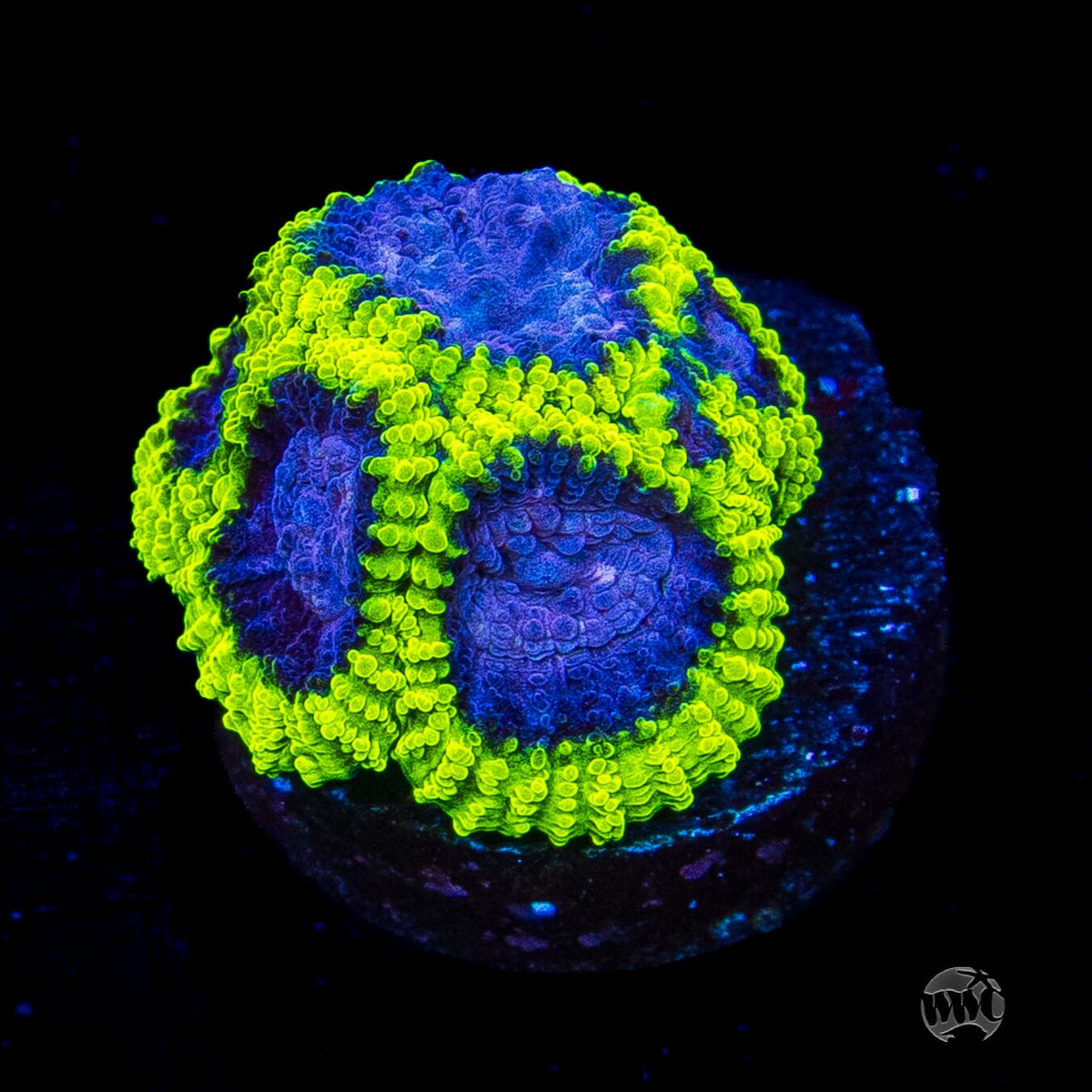 WWC Space Monkey Favia
