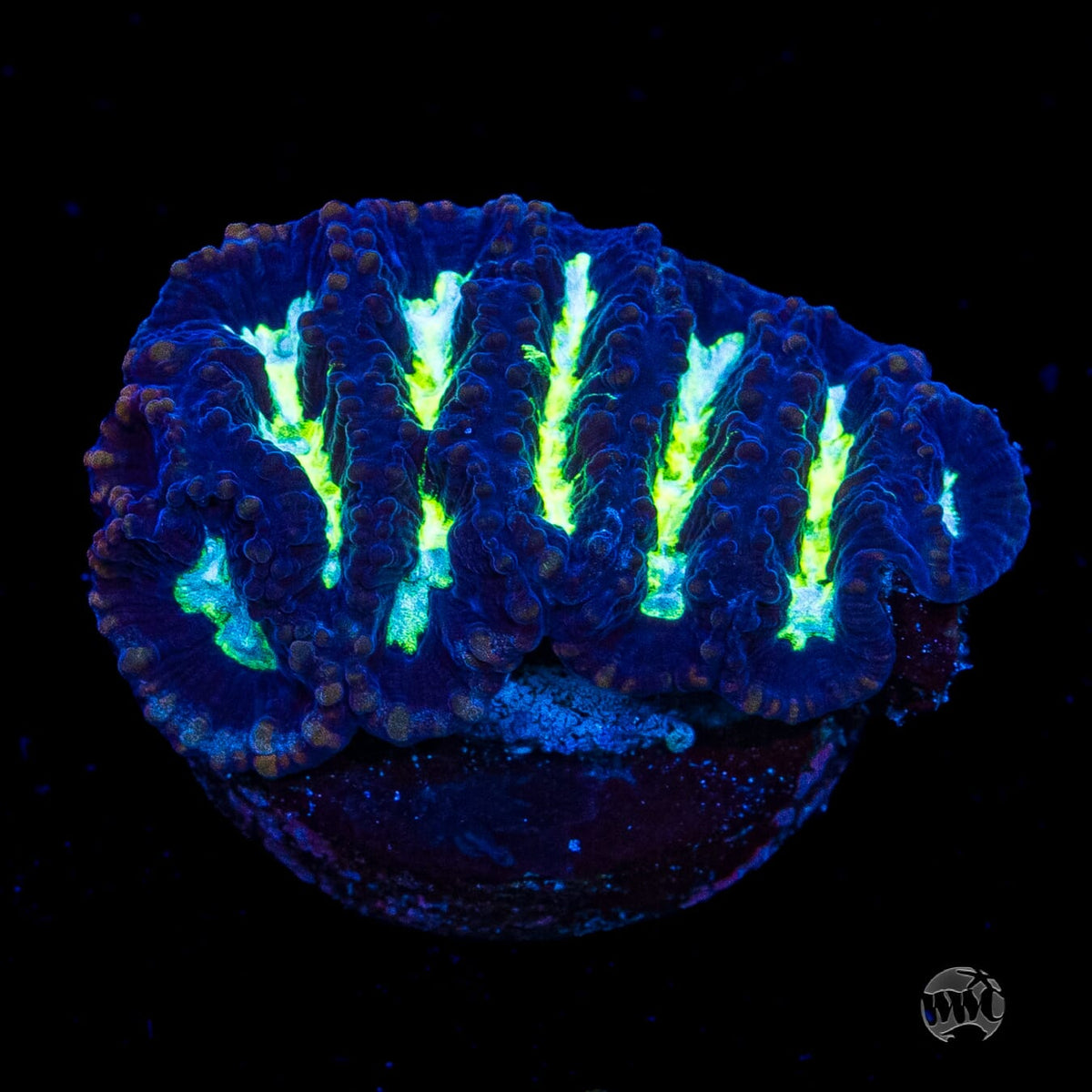 Bicolor Platygyra