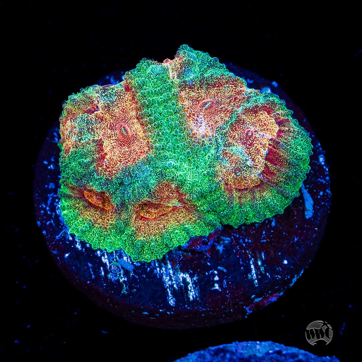WWC Honey Pot Favia