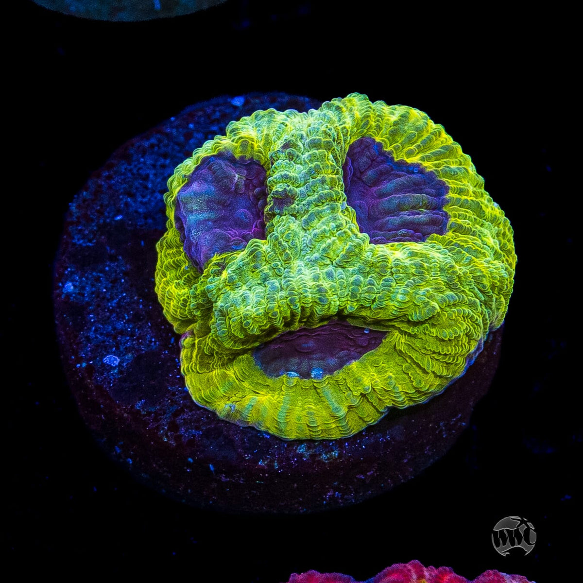 WWC Lemon Zoinkerz Favia