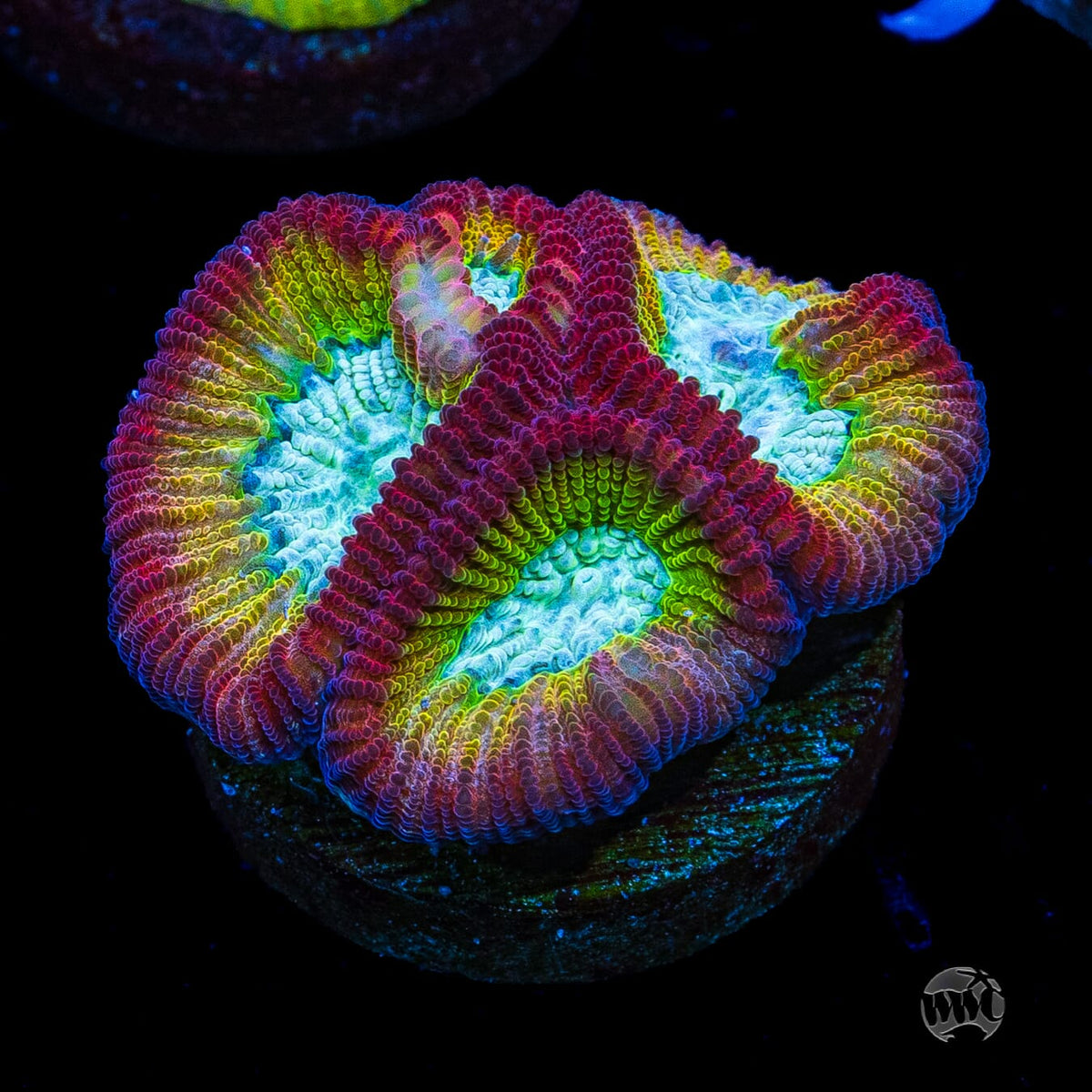 WWC Fantasmo Favia