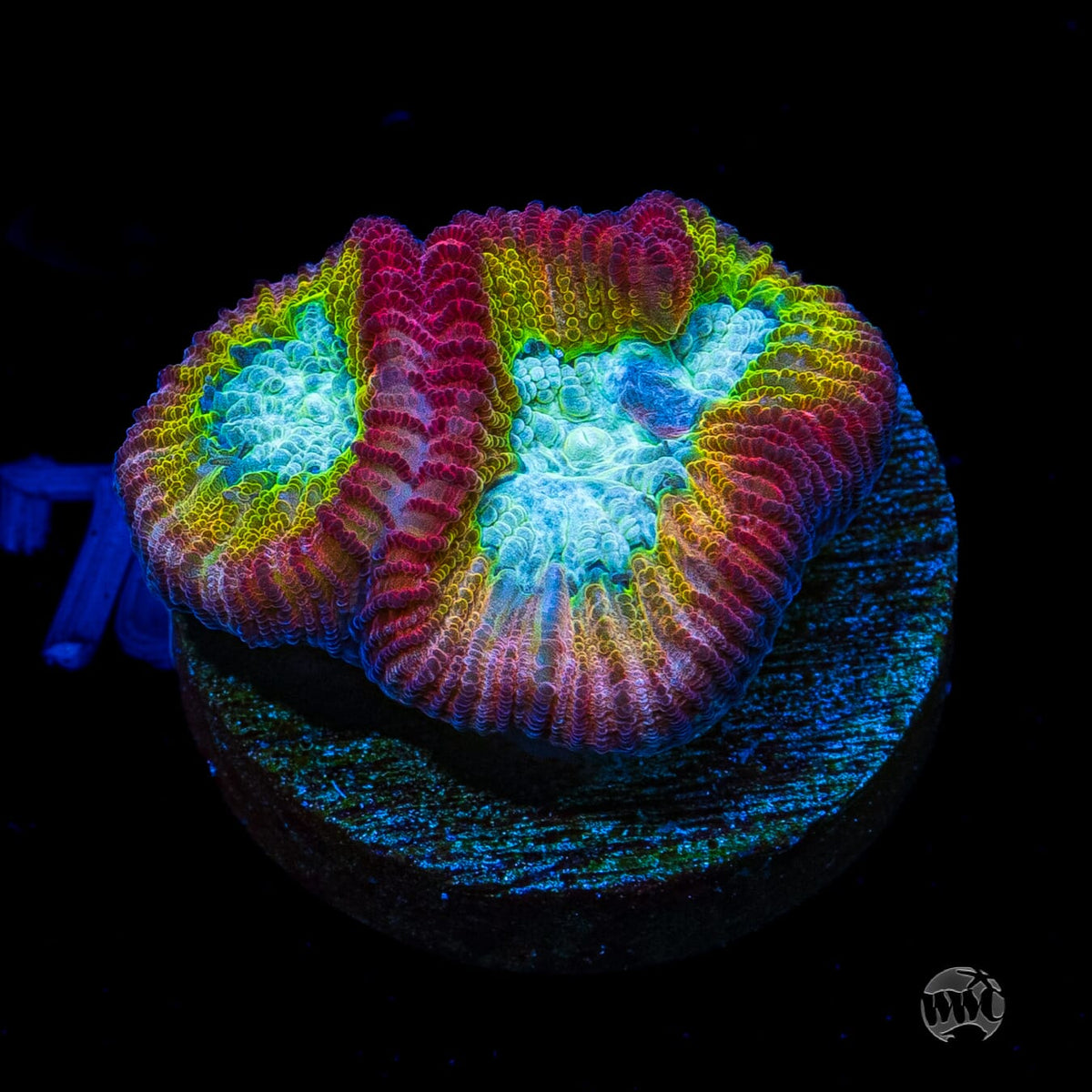 WWC Fantasmo Favia