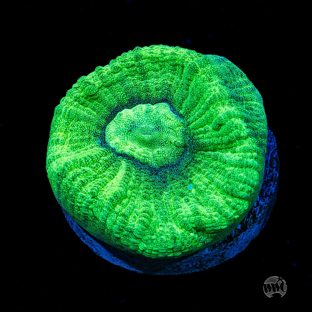 Seafoam Favia