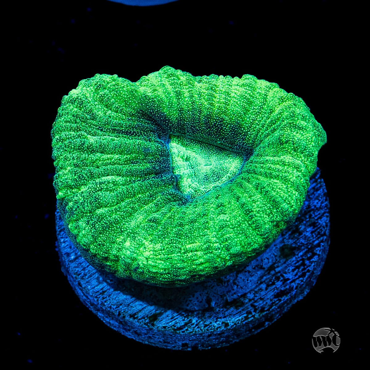 Seafoam Favia