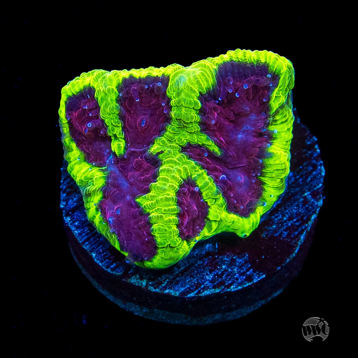 Poison Plum Favia